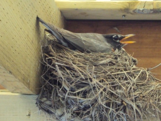 Mother Robin sitting on nest