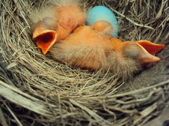 2 baby robins and one unhatched egg