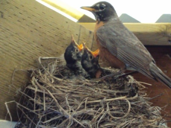 mother robin feeding babies