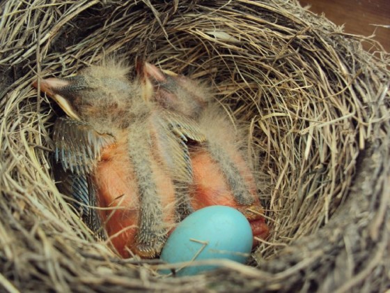 2 baby robins with feathers developing