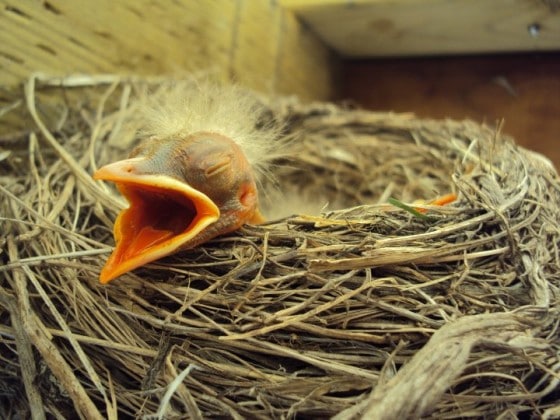 baby robin with eyes closed and beak open