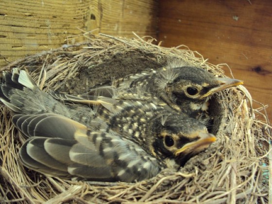 robin fledglings ready to leave nest