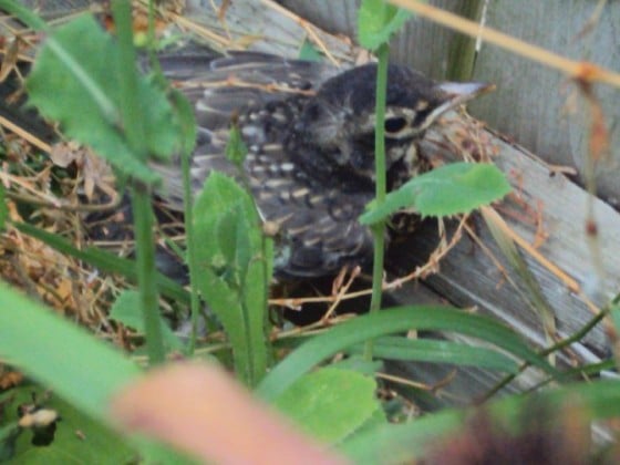 robin fledgling leaving nest