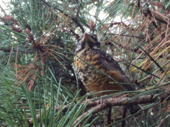 fledgling robin in pine tree