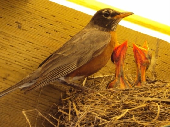 Mother Robin and 2 baby robins in nest