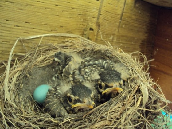 2 baby robins looking out of nest and one unhatched blue egg