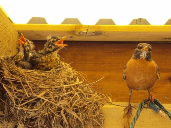 Mother robin and her babies