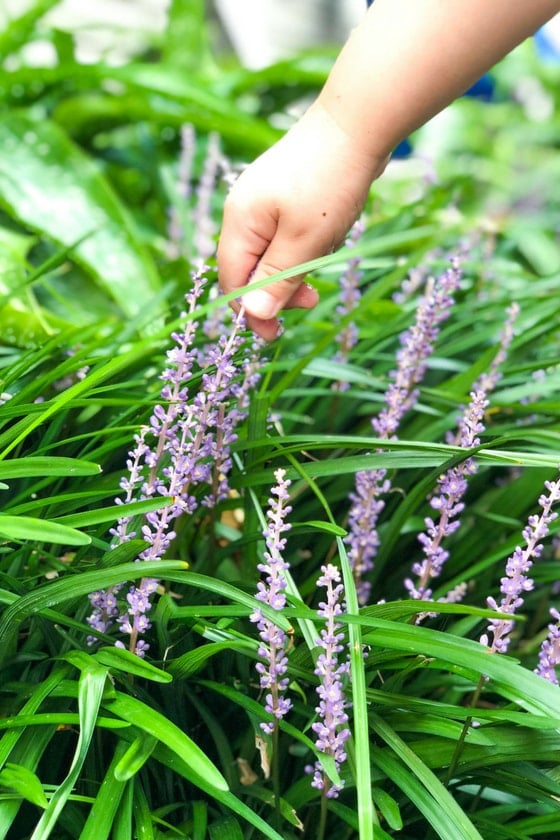 child picking lavendar