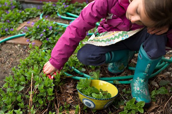 child picking mint from garden