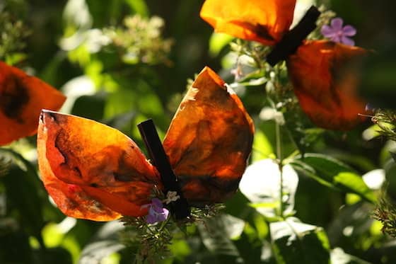 Coffee filter Monarch Butterfly with watercolours