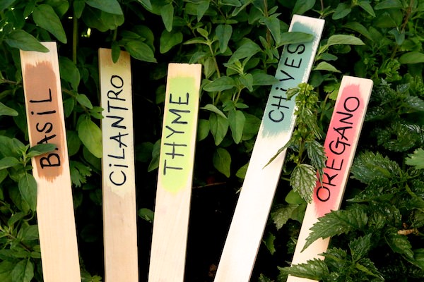 Herb garden markers made with paint stir sticks
 