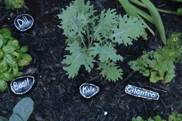 basil, kale, cilantro painted rock garden markers in garden