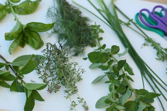 Herbs for the herb soup sensory activity