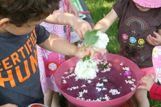 preschooler shaking hydrangea bloom into bowl of water