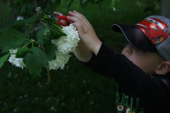 Gathering ingredients for garden soup simple science for preschoolers