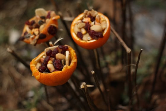 homemade orange cup bird feeders speared onto twigs