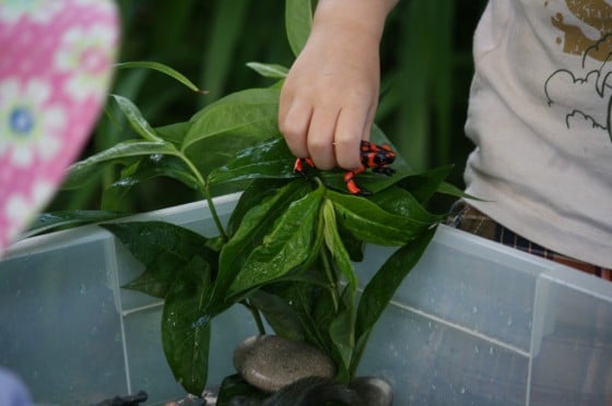 real plants from the garden for dinosaur activity bin