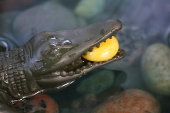 croc in dinosaur activity bin