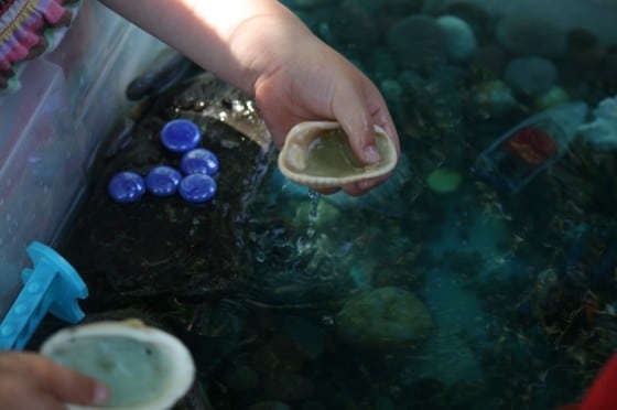 preschooler playing with shells in water