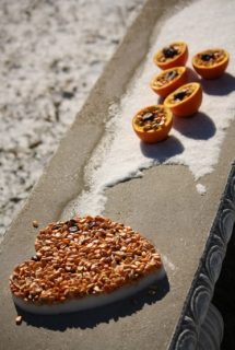 feeding birds with corn and chestnuts