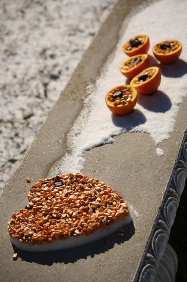 feeding birds with corn and chestnuts