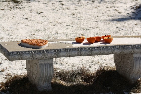 orange peels filled with bird seed on bench in snow