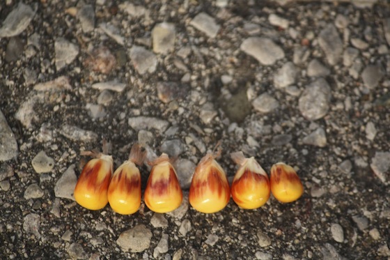 real corn kernels look like candy corn