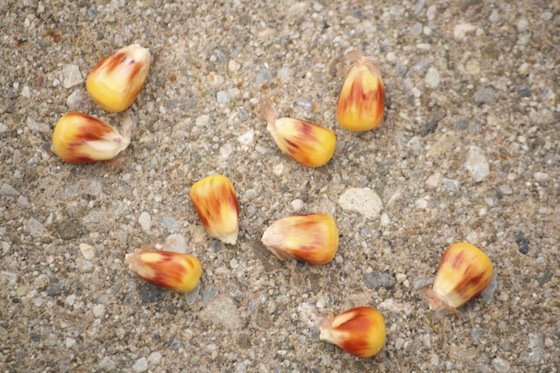 kernels of real corn look like kernel corn