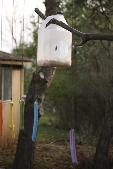 milk jug bird feeder hanging in our tree