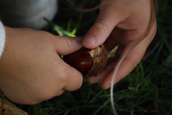 preschooler pulling chestnut out of shell