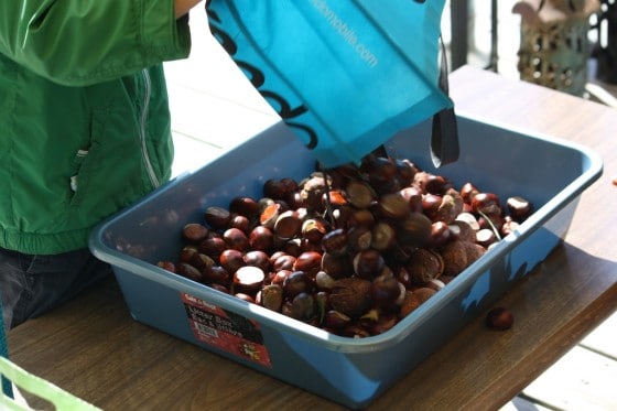 preschooler dumping bag of chestnuts into plastic basin