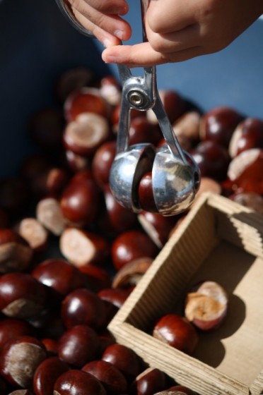 preschooler picking up chestnut with tongs