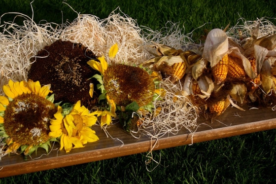 dissecting sunflowers in the fall