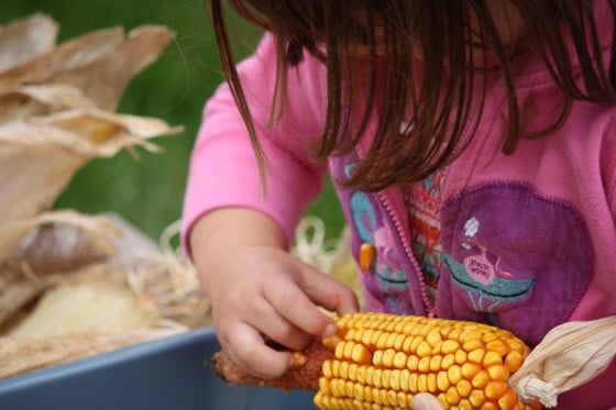 child removing kernels from cob of corn