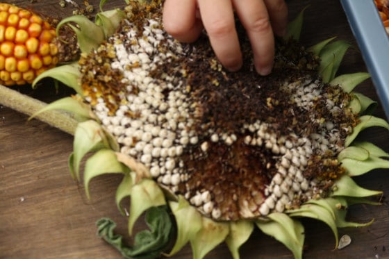 preschooler taking seeds out of sunflower