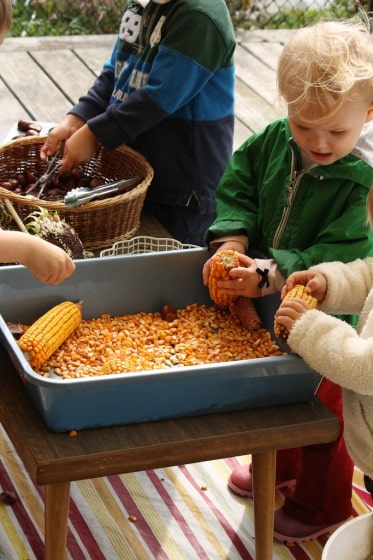 playing with corn sensory bin and chestnuts