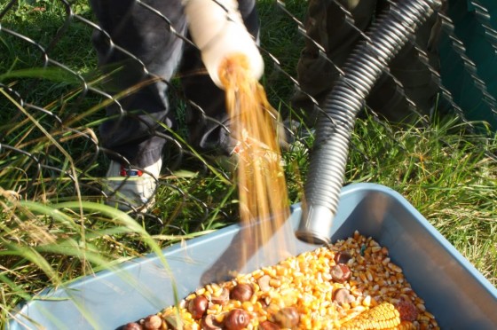 corn kernels pouring out of pool hoses