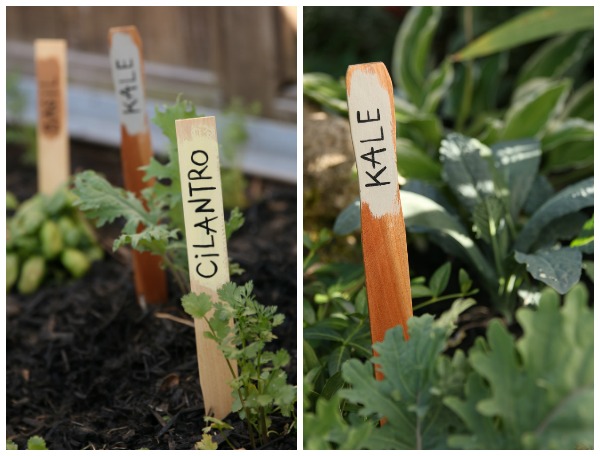 Kale, cilantro, basil garden markers in herb garden