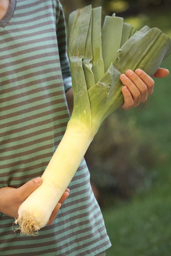 large leek