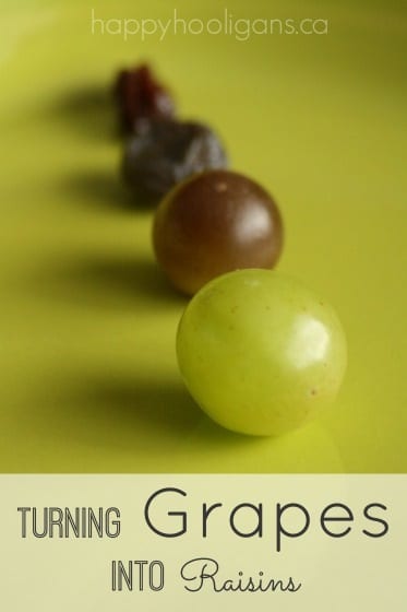 turning grapes into raisins